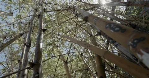 Top branches of bamboo plants Stock Footage 92187991