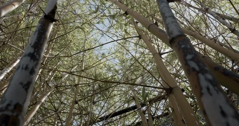 Top branches of bamboo plants Stock Footage 92188565