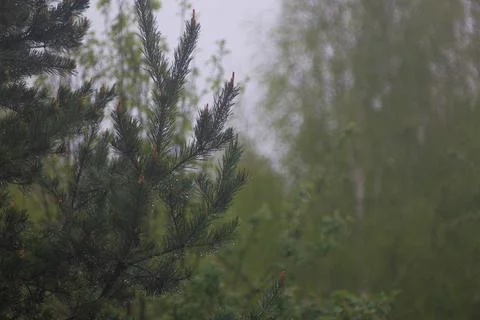 Top branches of a pine tree  Stock Photos