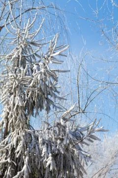 Top of the branches with snow Stock Photos