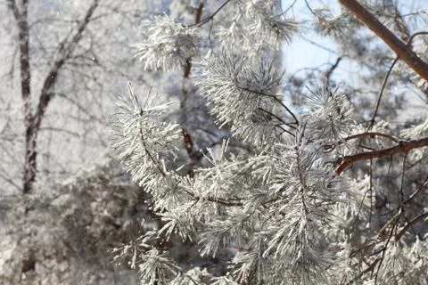 Top of the branches with snow Stock Photos