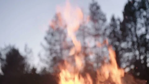 Top of a campfire in front of pine trees Stock Footage 70381645