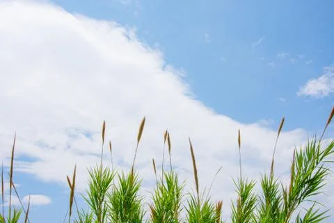 The top of the cane with the sky in background Stock Photos
