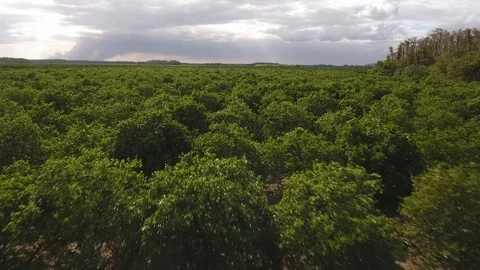 Top of Citrus Orchard Stock Footage 100617331