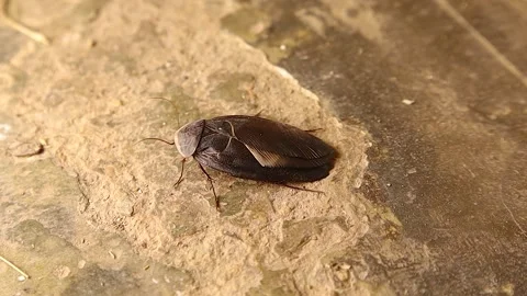Top close-up of Egyptian Sand Cockroach moving on a rock in Syrian desert Stock Footage 312515922