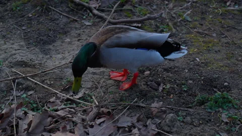 Top close-up shot of two ducks Stock Footage 310525995