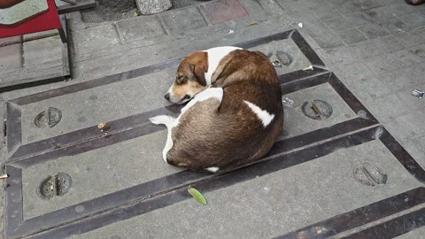Top close-up shot of a very sick, hungry dog sleeping peacefully on a city .. Video stock 313381368