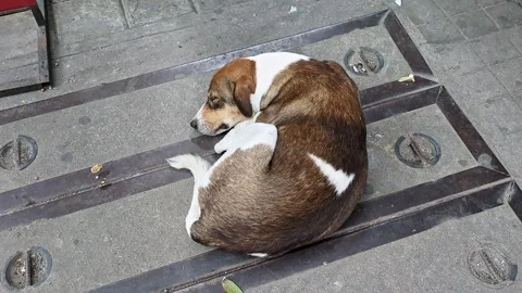 Top close-up shot of a very sick, hungry dog sleeping peacefully on a city .. Stock Footage 313381379