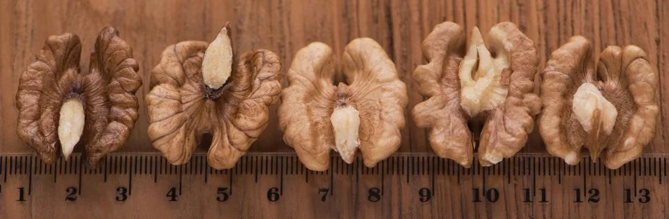 Top close up view of group of large dried ukranian russian peeled Walnut kern Stock Photos