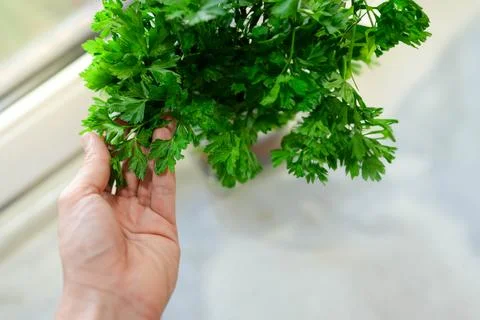 Top close up view of hand taking some fresh and green parsley for cooking as spi 库存照片