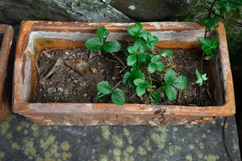 Top close up view to rectangular clay pot with young fresh strawberry plant Stock Photos