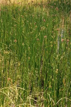 Top close-up view of some bur-reed growing at the edge of a lake, in a farm n Stock Photos