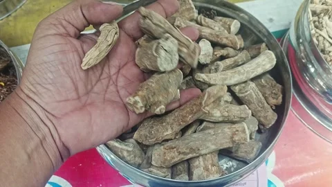Top closeup of a man checking the quality of dry withania somnifera or ashw.. Stock Footage 313382175