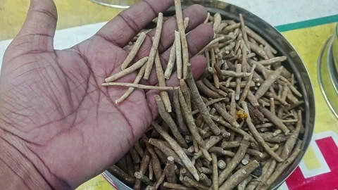 Top closeup of a man checking the quality of dry withania somnifera or ashw.. Stock Footage 313382192