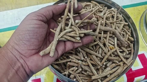 Top closeup of a man checking the quality of dry withania somnifera or ashw.. Stock Footage 313382200
