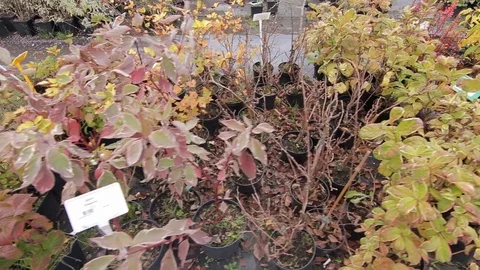 Top closeup view different plants of trees Video stock 122932872