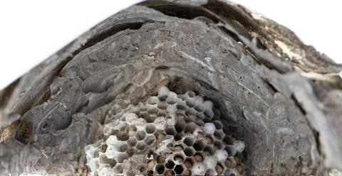 Top closeup view inside wasp nest with grubs Stock Photos