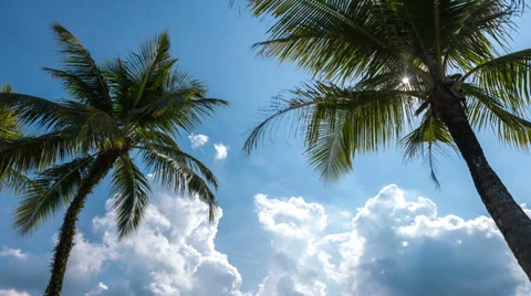 Top of coconut palm on sky background Stock Footage 37686064