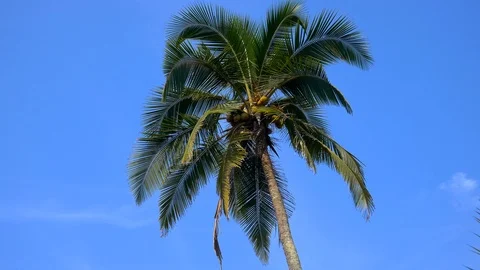 Top of coconut palm tree with blue sky background Video stock 98905907