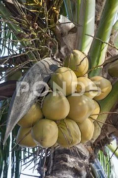 The Top Of A Coconut Palm Tree Cocos Nucifera With Coconuts On Rang Beach