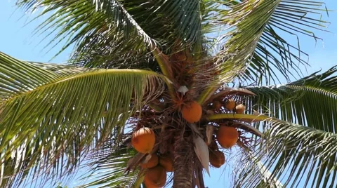 Top of Coconut Palm Tree Stock Footage 64114878