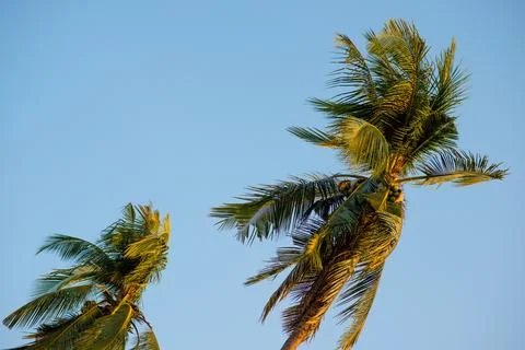 Top of the coconut tree, blue background Stock Photos