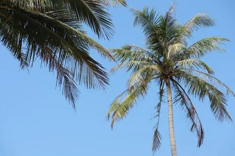 Top of a coconut tree bottom view with green leaves on blue cloudless sky. Stock Photos