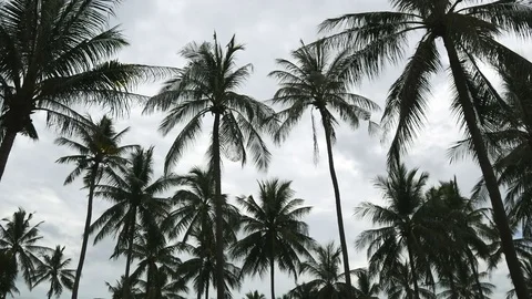 Top of coconut tree on dark sky background Stock Footage 81238107