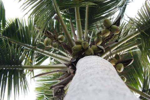 Top of a coconut tree Foto stock