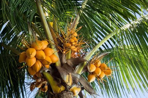 Top of a coconut tree Stock Photos