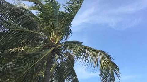Top of coconut tree with windy, beautiful sky. 스톡 동영상 92584494
