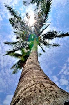 Top coconut trees Stock Photos