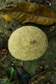 The top of a common puffball. Stock Photos