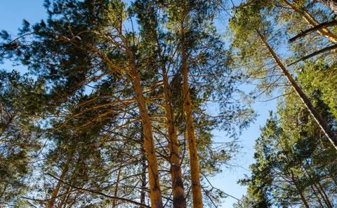 Top of coniferous forest background of sky Stock Photos