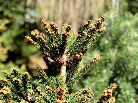 Top of coniferous tree, closeup Stock-Fotos
