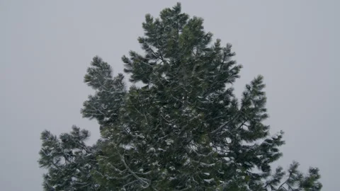 Top of coniferous tree during blizzard against a background of grey gloomy sky Stock Footage 252039929