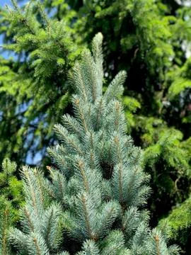 Top  of coniferous tree Stock Photos