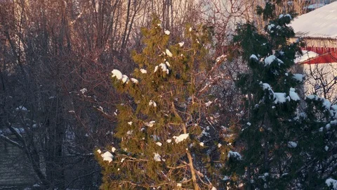 Top of a coniferous tree in the snow and the sun's rays with air distortion Stock Footage 103513747
