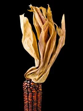 Top of corn Foto stock