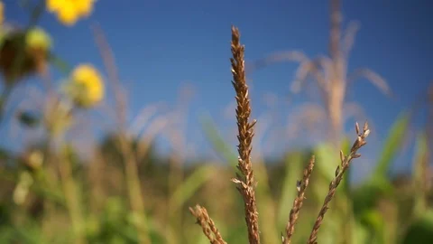 Top of a corn plant in the closeup Stock Footage 115637788