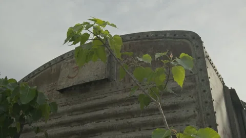 Top corner of a weathered freight container with a tree Stock Footage 335732357