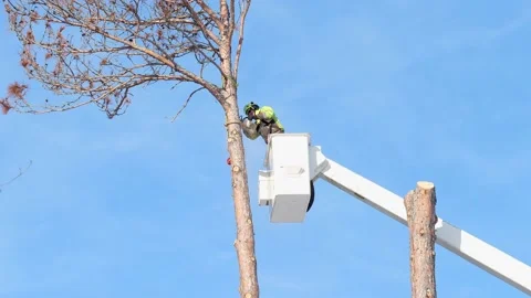 Top of dead tree is cut off with a chainsaw. Stock Footage 170578336