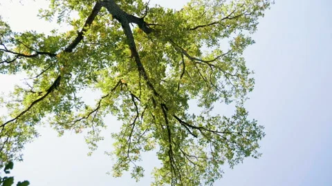 The top of a deciduous green tree against a blue sky. Slow motion. HD 库存影片 95777705