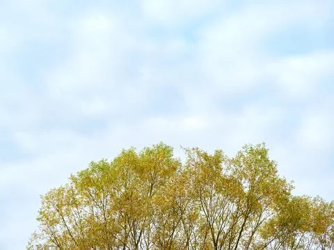 Top of a deciduous tree against a light sky Stock Photos