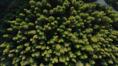 Top of a dense green spruce forest on the slopes of a mountain range aerial view Stock Footage 123538898