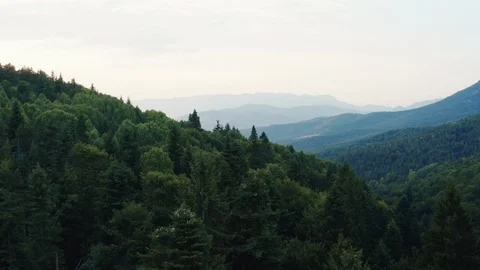 Top of dense green spruce forest of mountain massif summer sunrise and blue sky Video stock 123541828