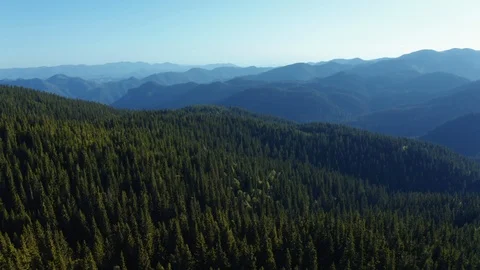 Top dense green spruce forest on slopes of mountain massif sunset and blue sky Stock Footage 123546445