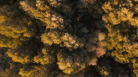 Top Dense Thicket On Forest Hike Of Lake Stock Footage 294762030