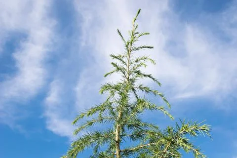 Top of Deodar Cedar Stock Photos