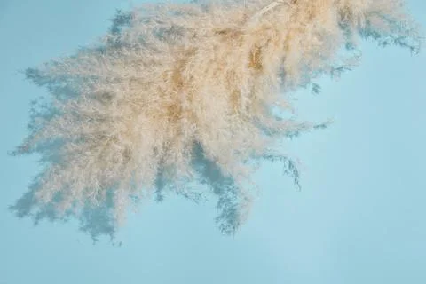 Top diagonal oriented pampas leaf branch on light sky  blue background. Flat Stock Photos